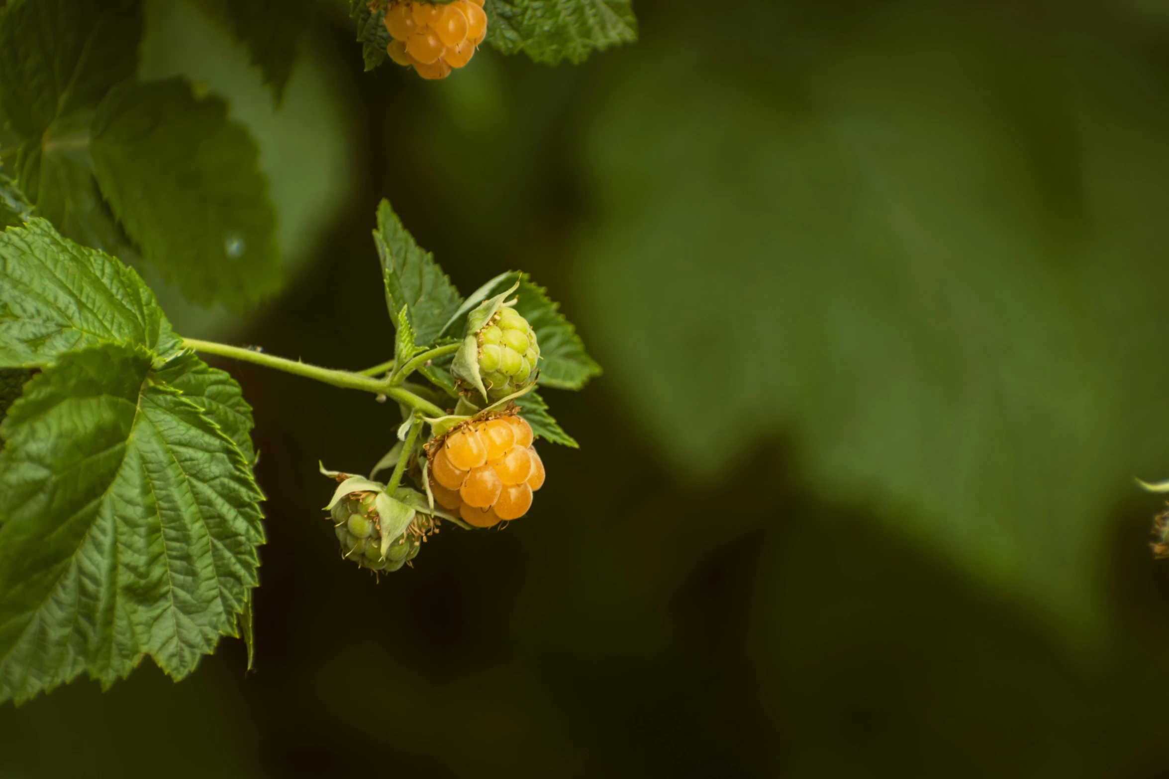 some yellow berries hang from green leaves