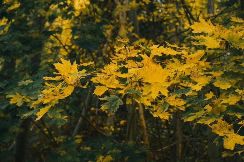 a tree nch with yellow leaves on it