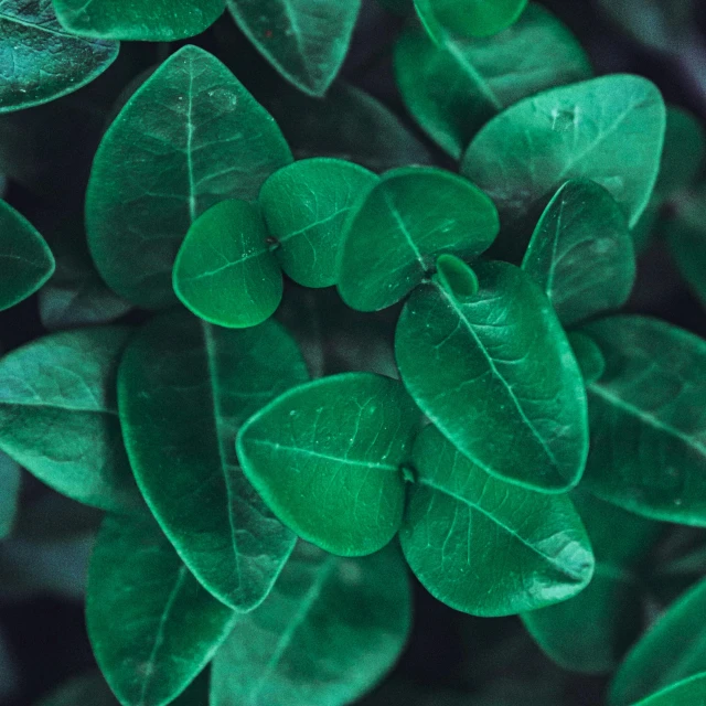 the leaves of a plant are green with dark background