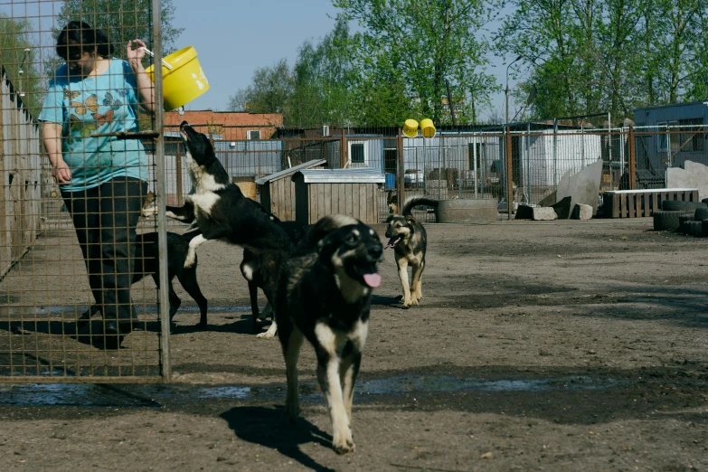 two dogs and their owners on an enclosed lot