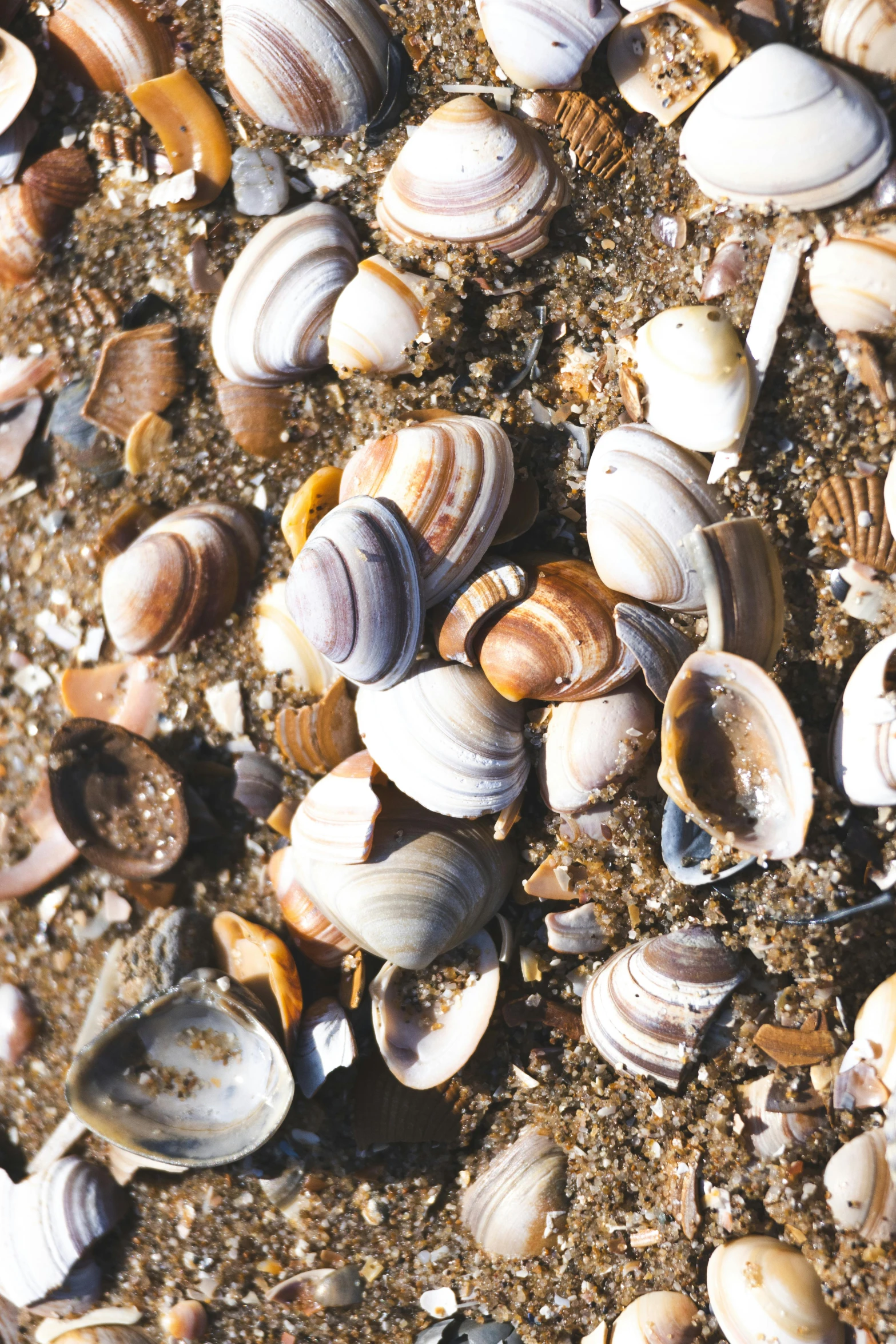 seashells and clams are being used for food