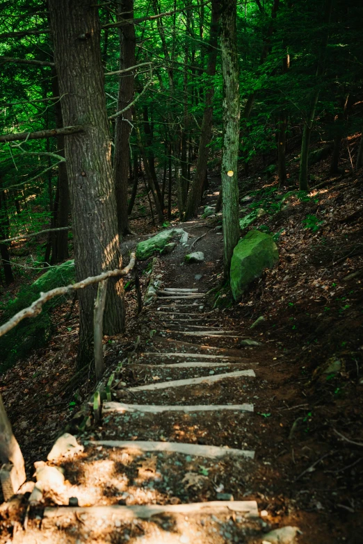 a path through the woods with steps winding up them