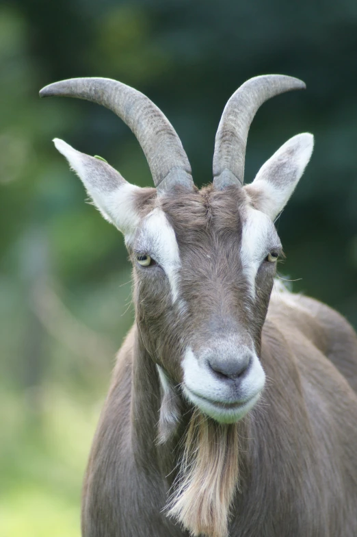 an animal with large horns, with white patches on the body and two large round,  horns