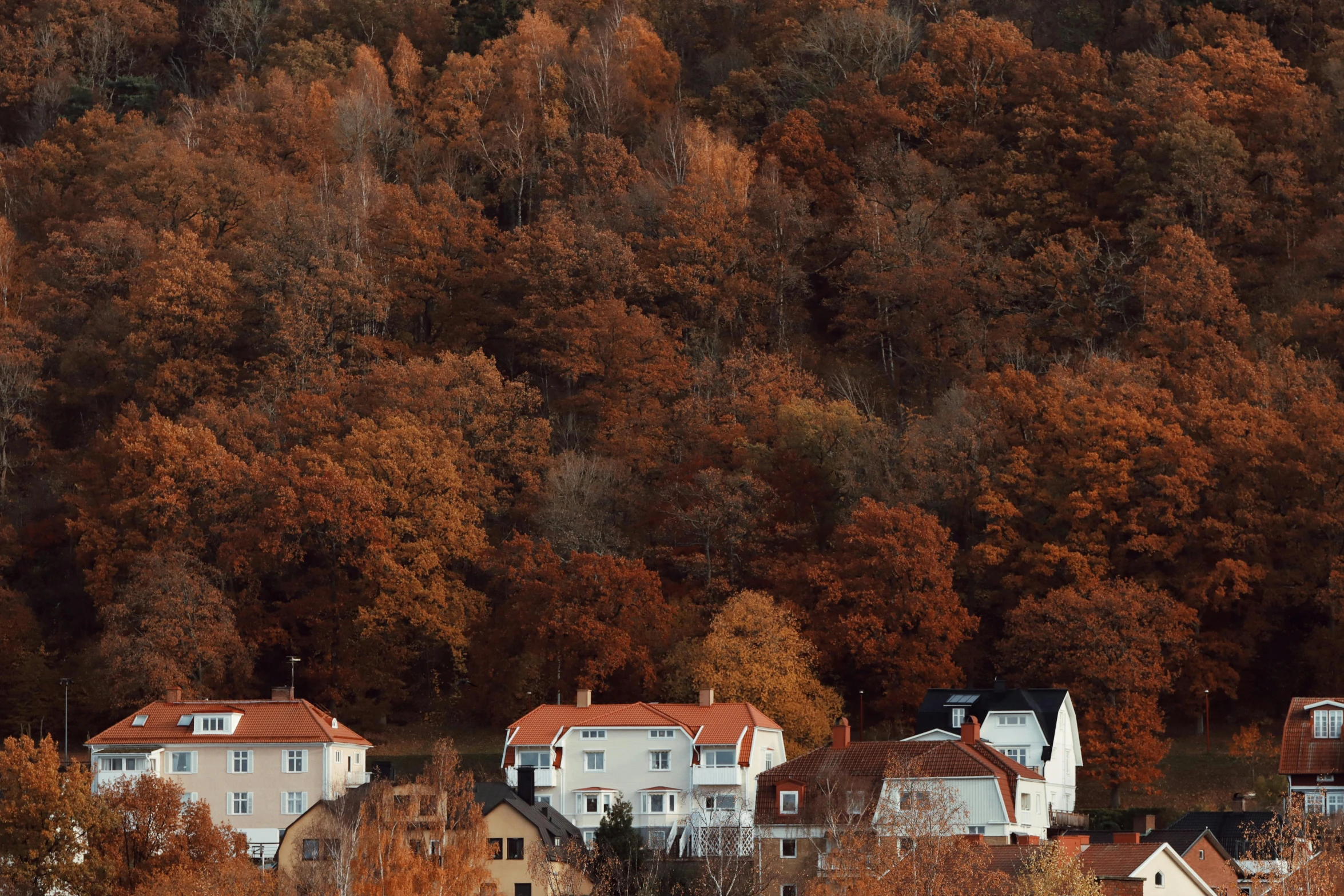 there is a very small town in the trees