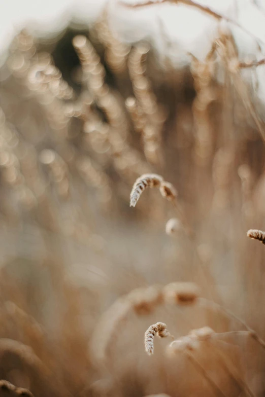 dead plants and dried leaves floating in the air