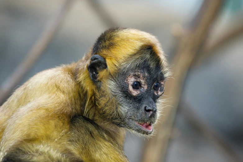 a yellow monkey is looking straight ahead as it stands