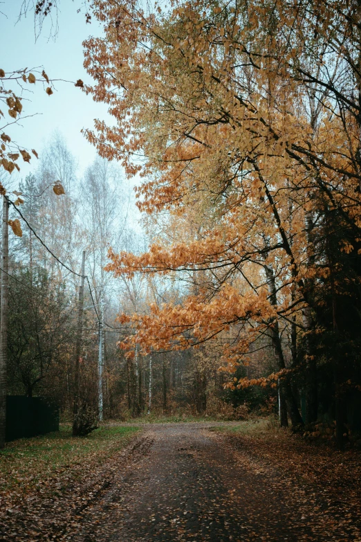 a trail surrounded by trees and leaves during the day