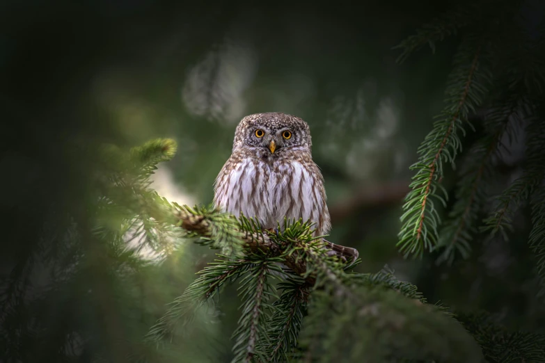 an owl is perched on the nch of a pine tree