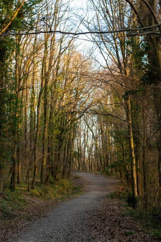 the path that runs through the woods to reach the hill