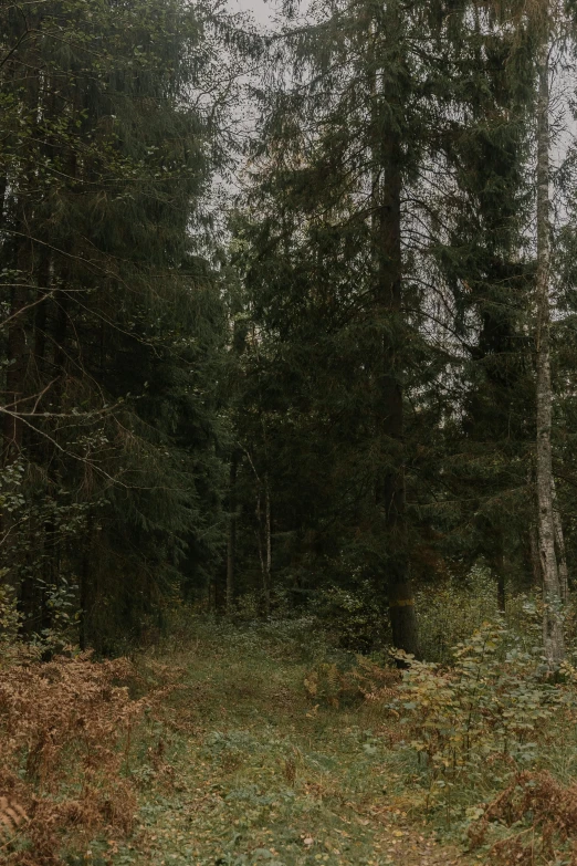 an empty path through a forest with lots of trees