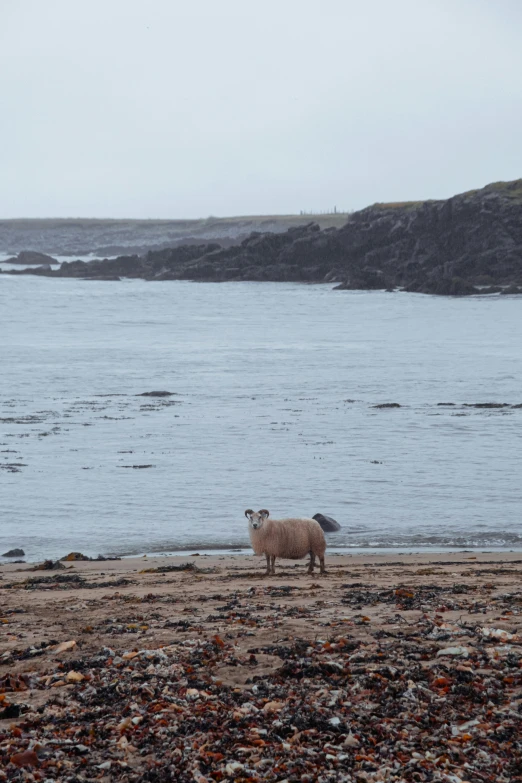 sheep and lamb standing on sand on shoreline