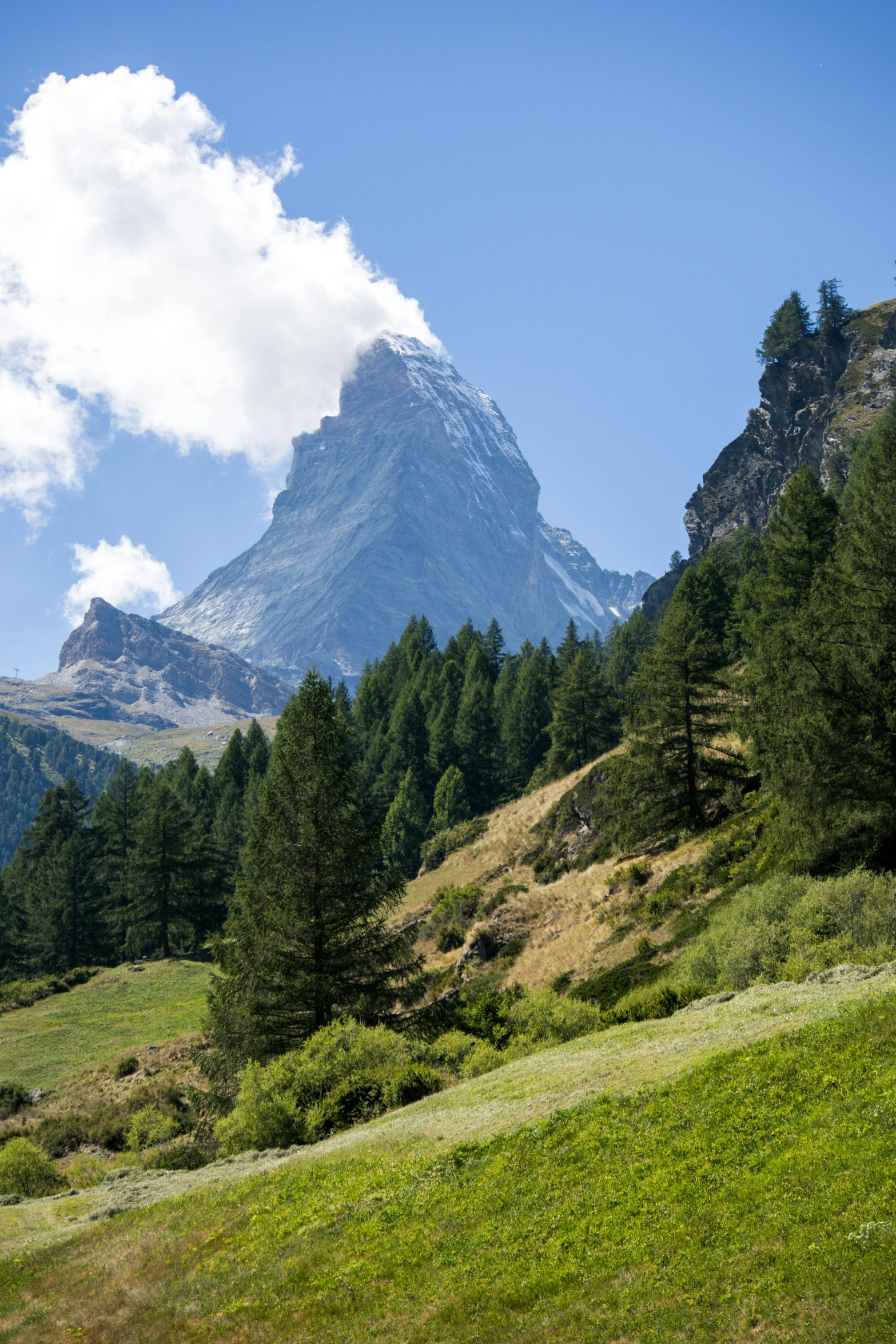 a lush green hillside covered in green grass and trees