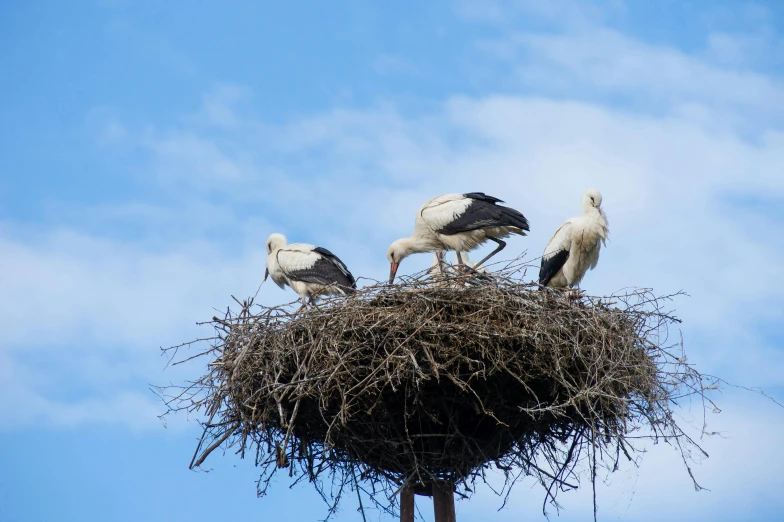 three birds are sitting on top of a nest