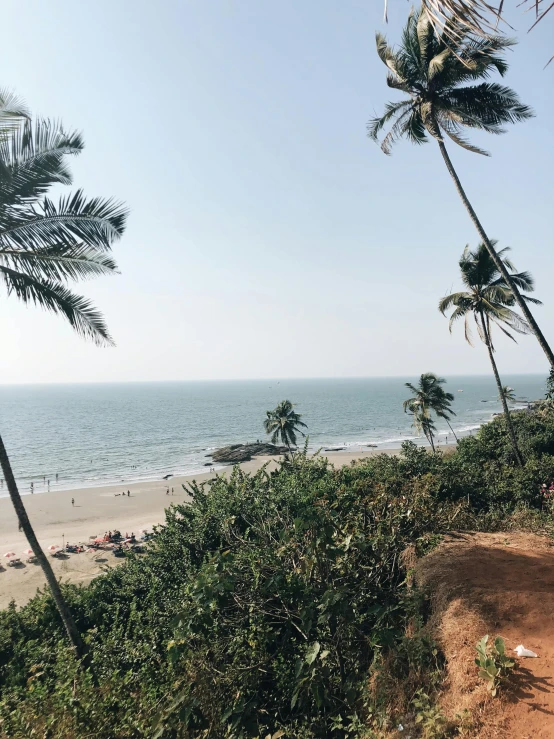 trees on the beach by the water with people on it