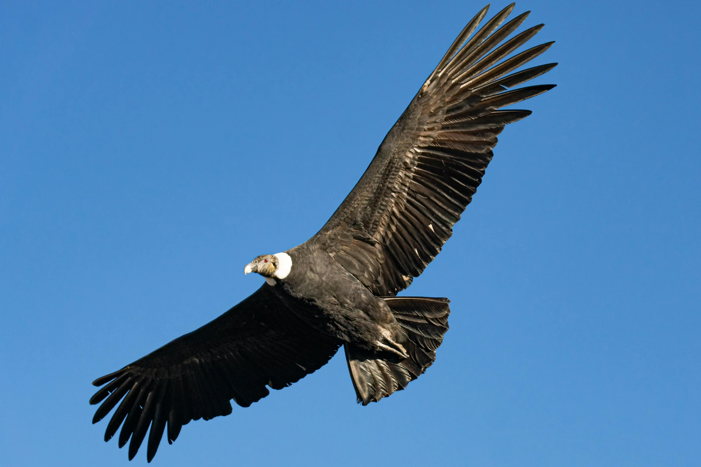 a bird with wings spread flying against a blue sky