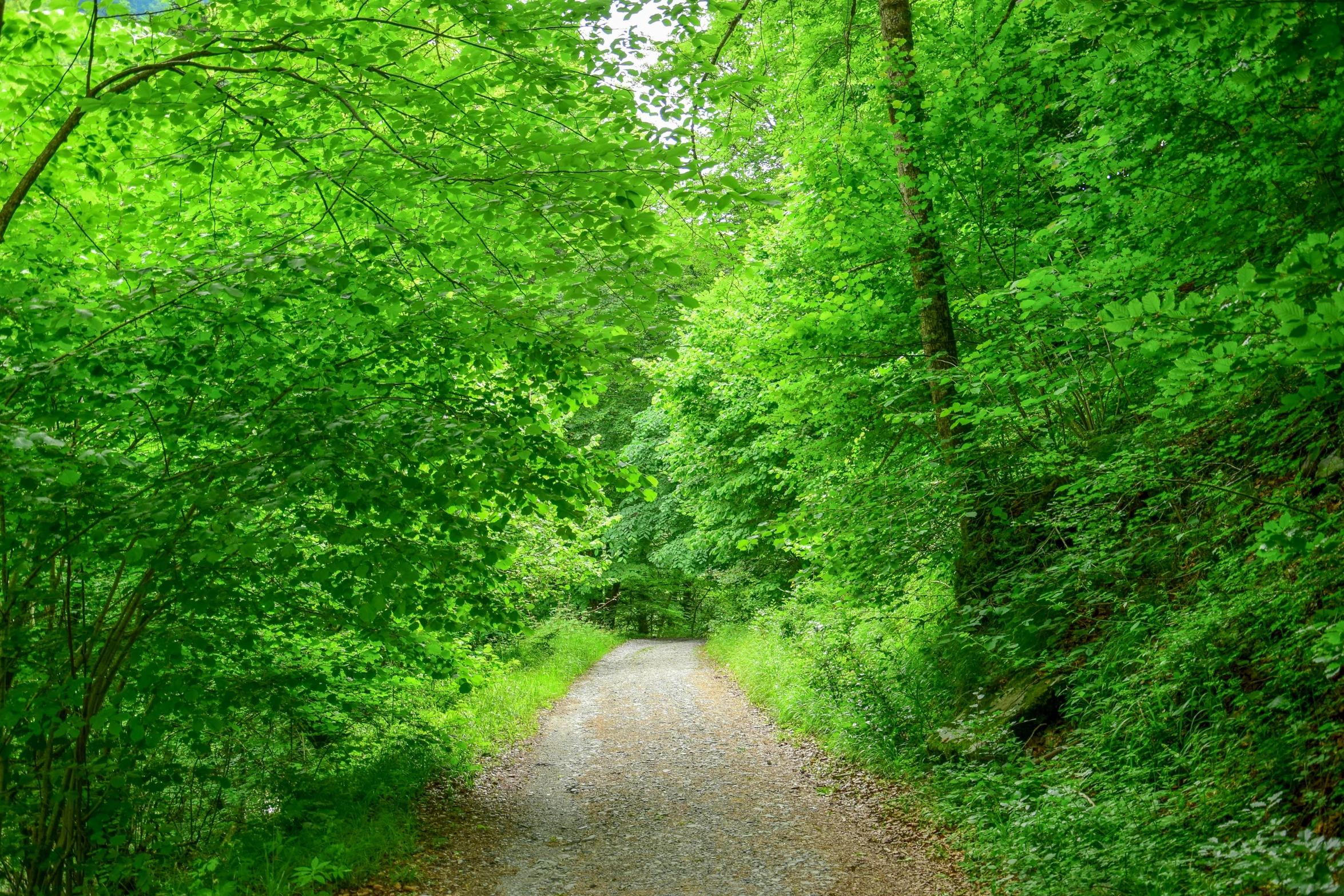 a pathway in the woods surrounded by greenery
