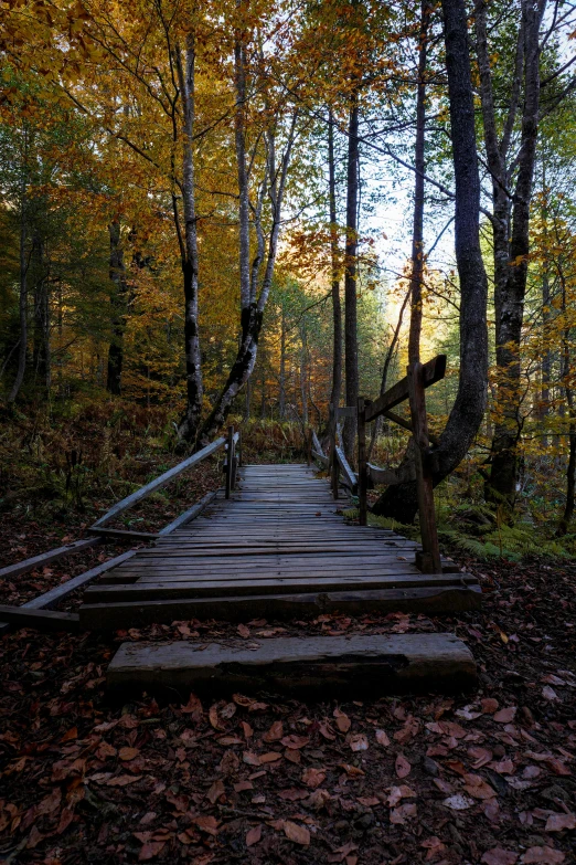some stairs are in the woods surrounded by trees