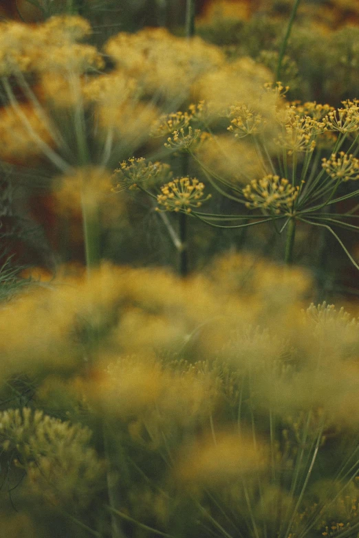 yellow flowers surrounded by greenery in the sunlight