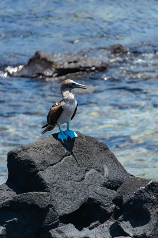 a small bird perched on a rock by the ocean