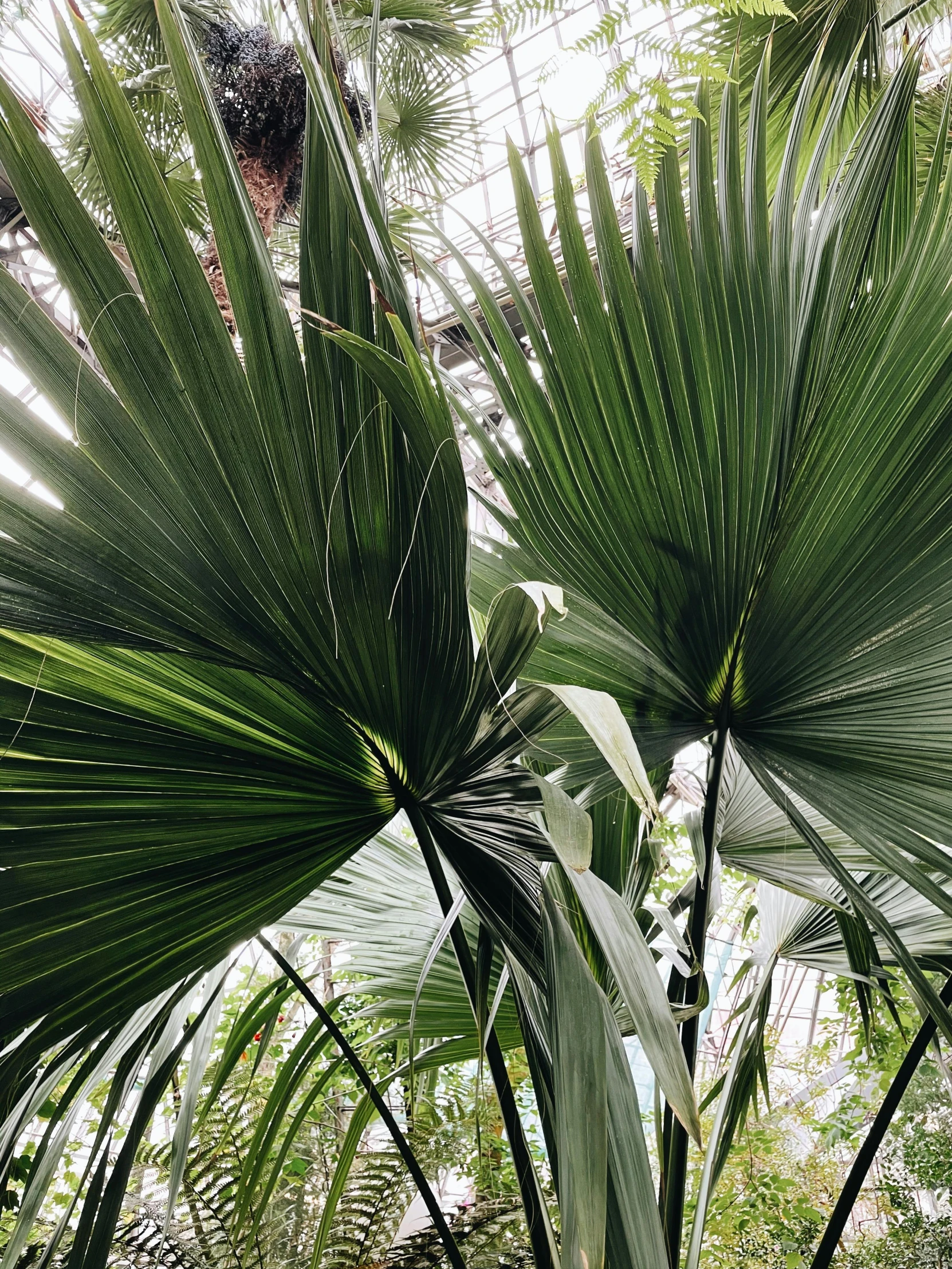 an indoor palm tree with lots of green leaves