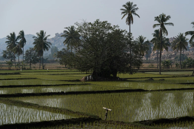 a tree in the middle of a large field