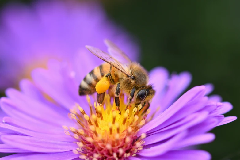 bee sitting on a flower with a background of purple flowers