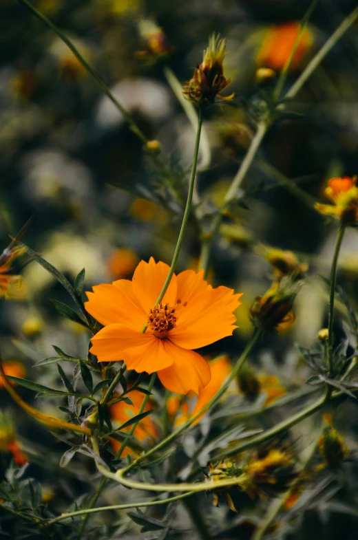 an orange flower sitting on top of a lush green field