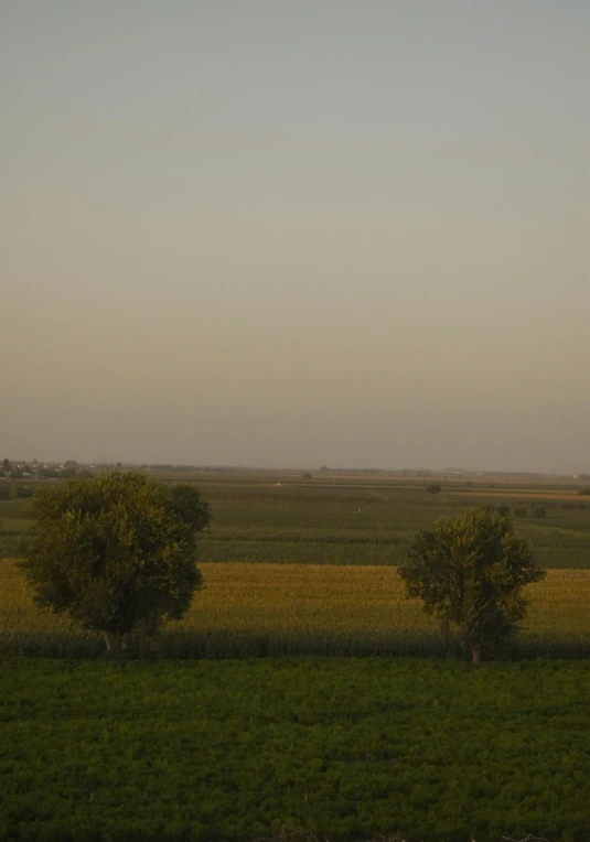 an open field with some trees in the middle of it