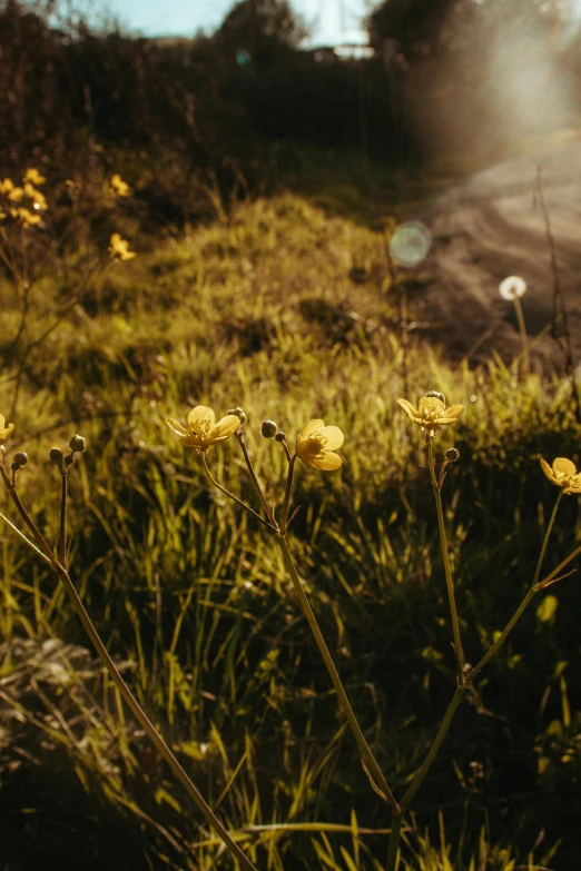 flowers are growing in the middle of a grass field