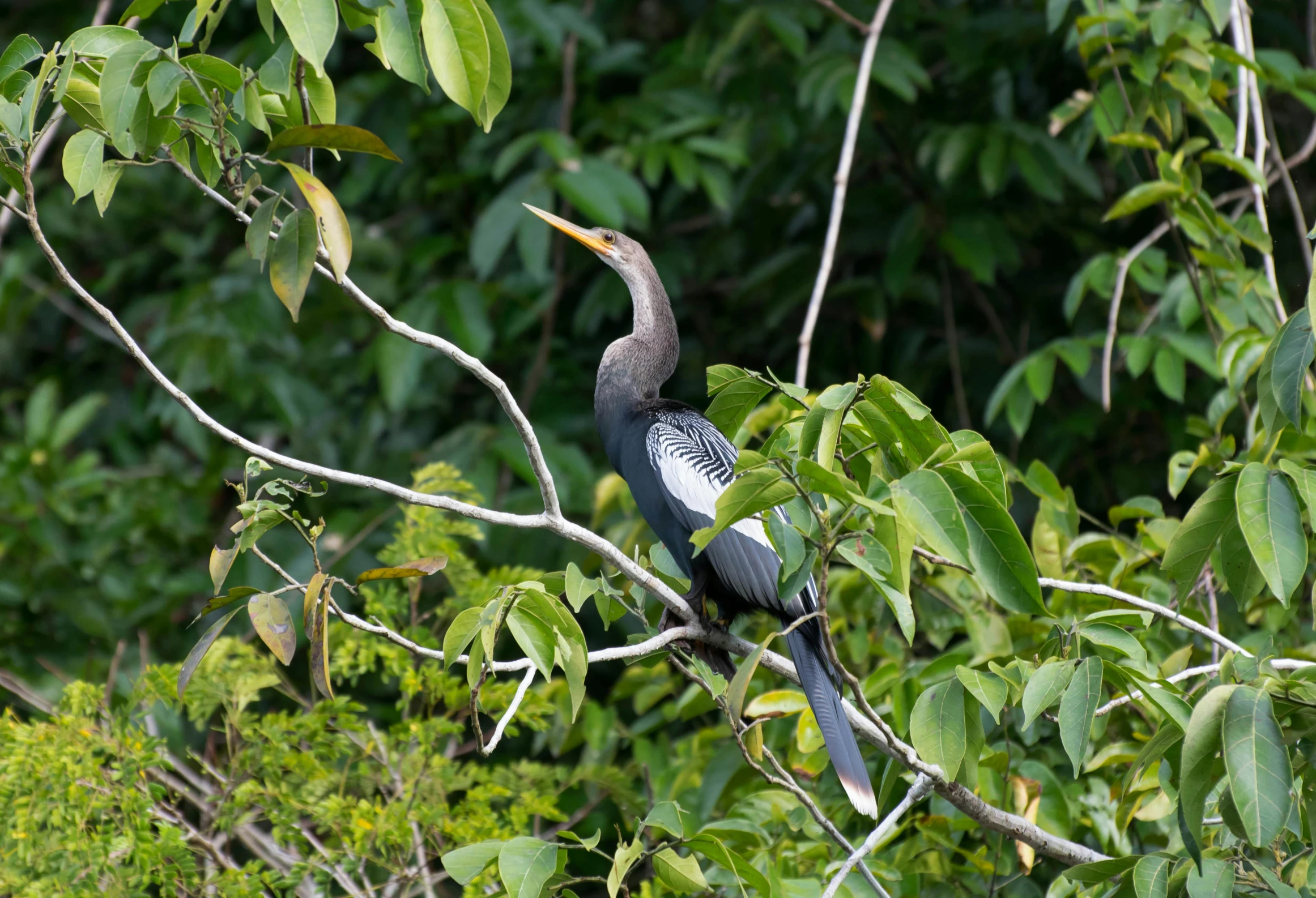 a bird sitting in a tree surrounded by foliage