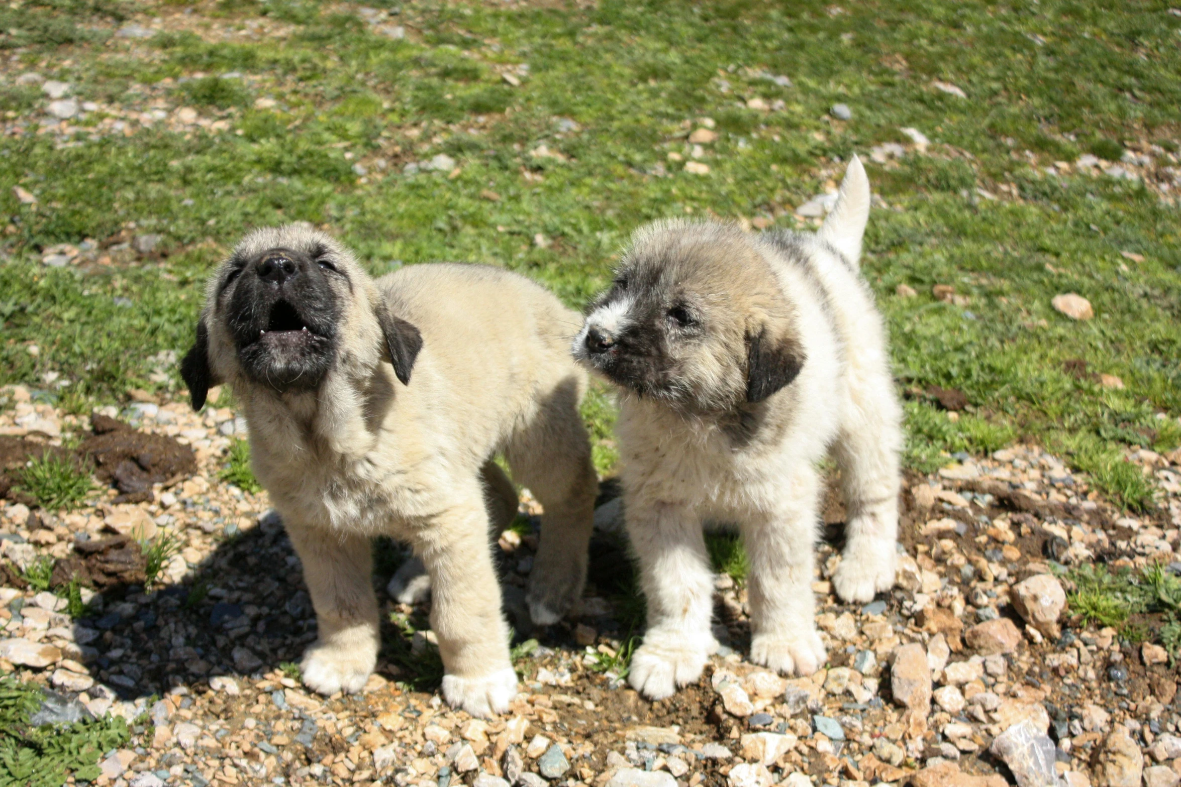 two baby pugs standing on rocky ground in a field