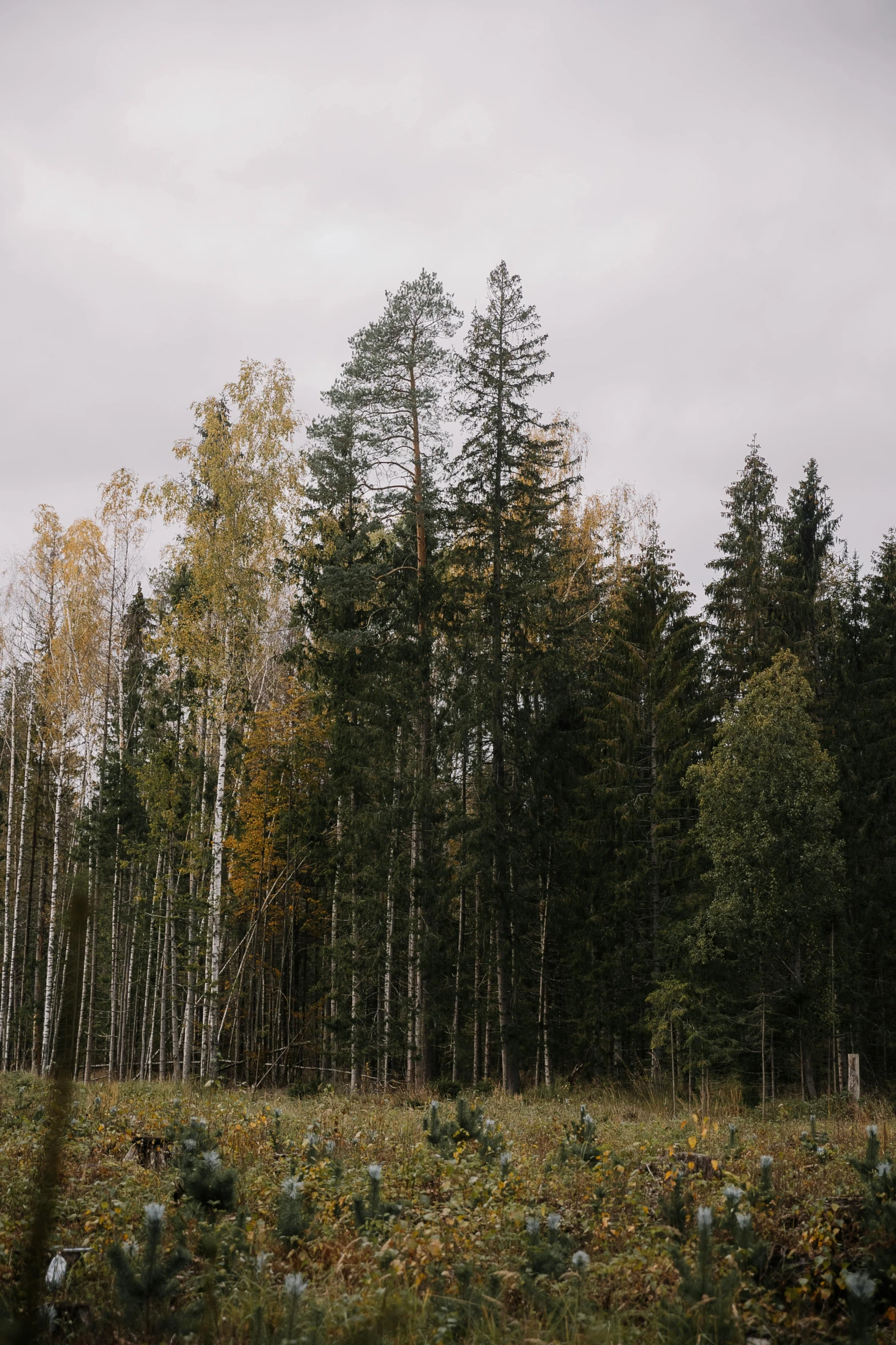 a field with pine trees and bushes