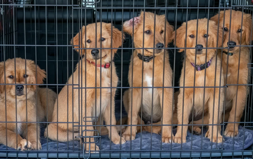 several golden lador retrievers in their cage looking through bars