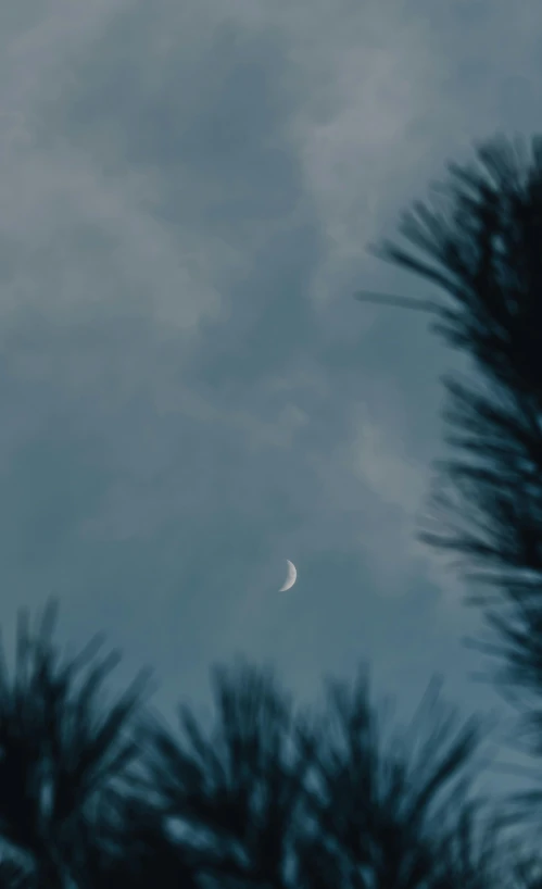 the moon is seen between some evergreen leaves