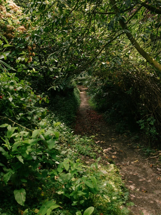 a road through some trees with vines