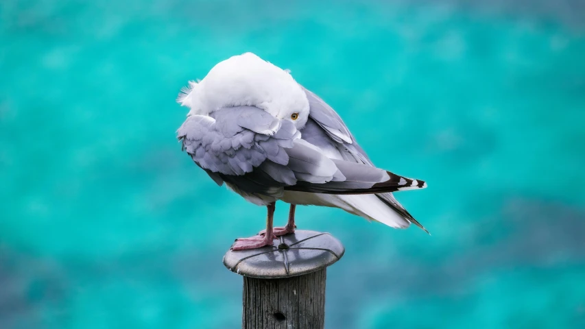 a seagull stands on a post near the ocean