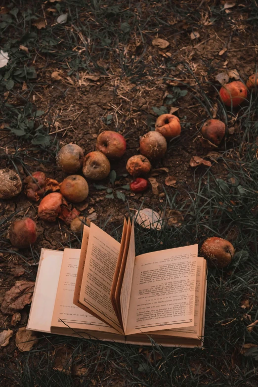 an open book on the ground with apples scattered over it