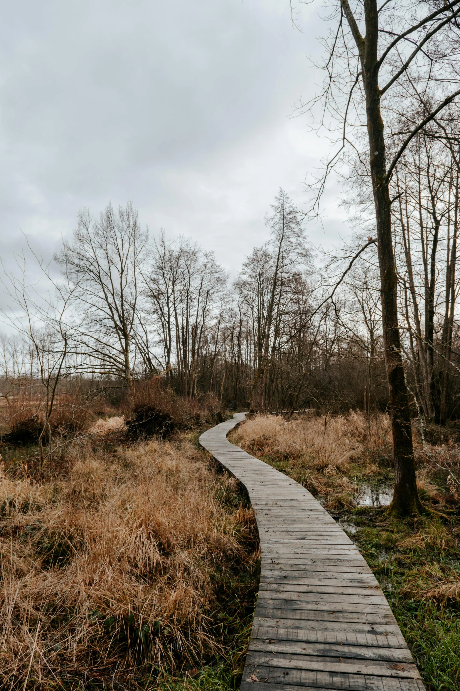 a long boardwalk leads towards trees in a grassy area