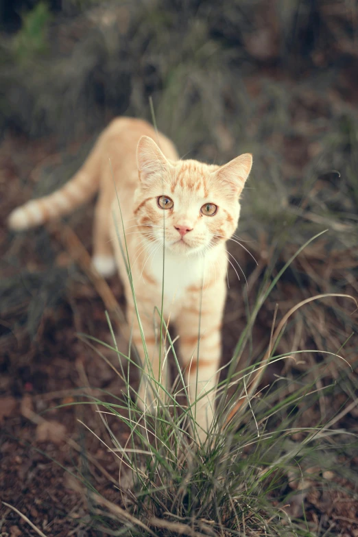 an orange and white kitten walking through the brush