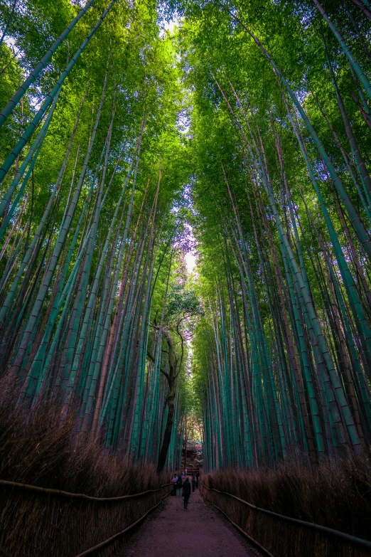 a pathway between the tall trees leads to a green forest