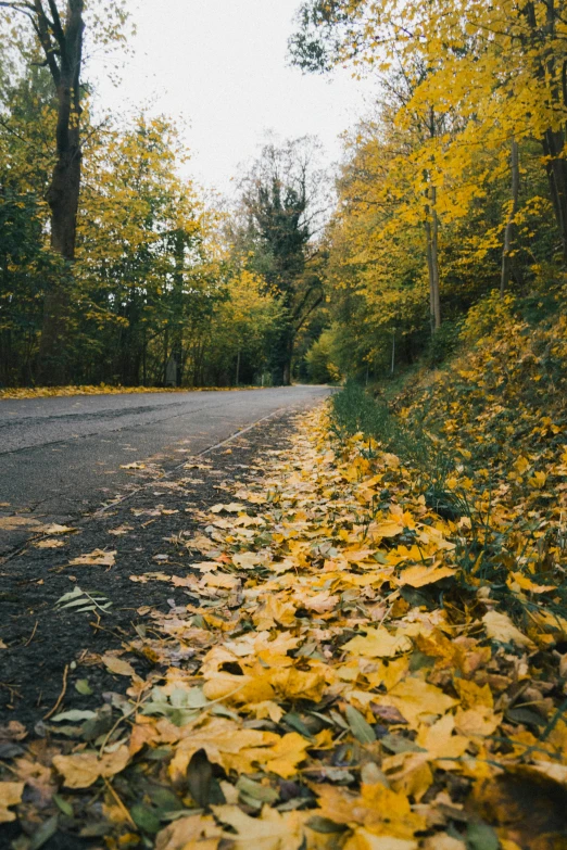 autumn leaves covering the road and trees lining the side of the street