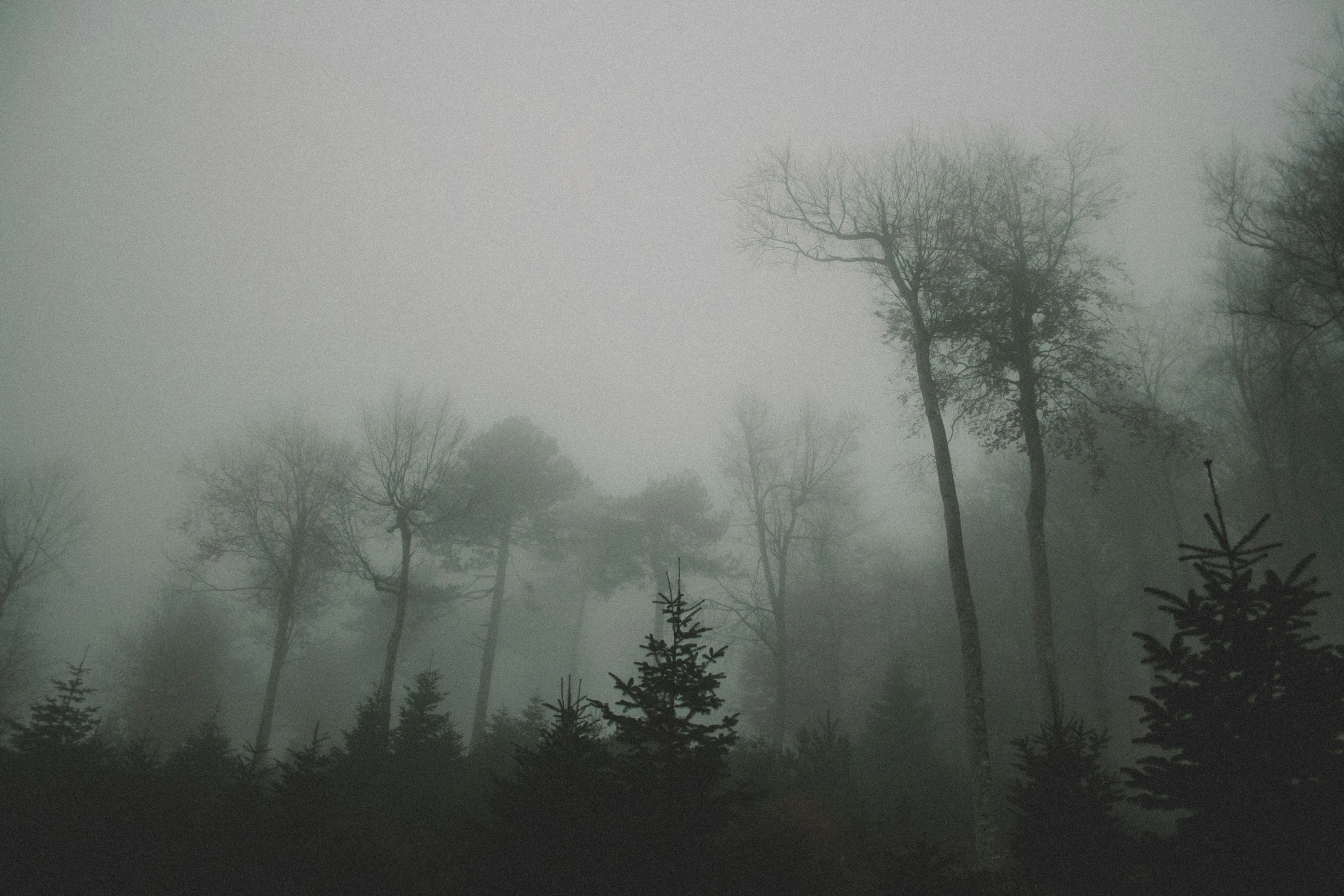 foggy forest filled with tall trees and one lone bird