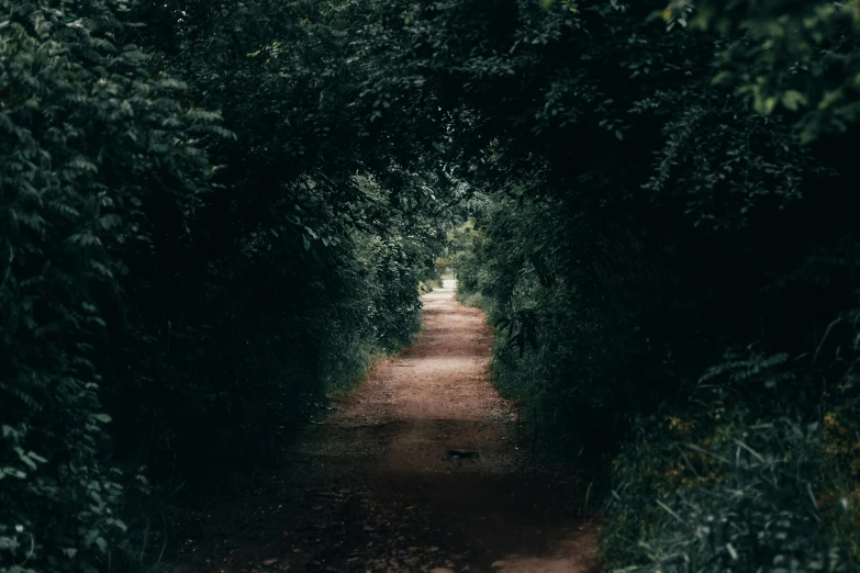 a single lane in the middle of a wooded area