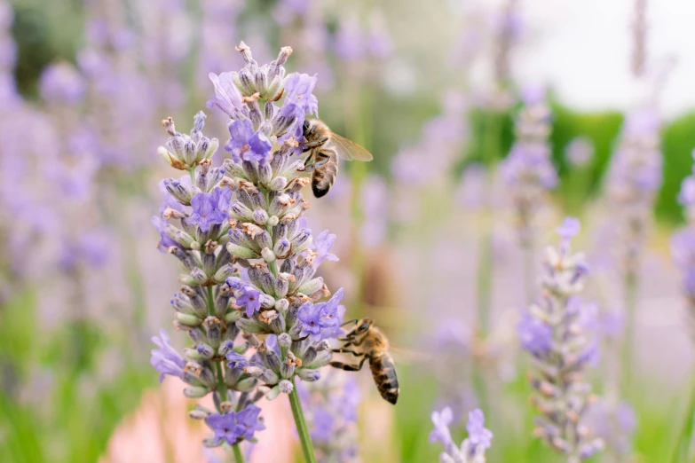 a honeybee sits on top of a purple flower