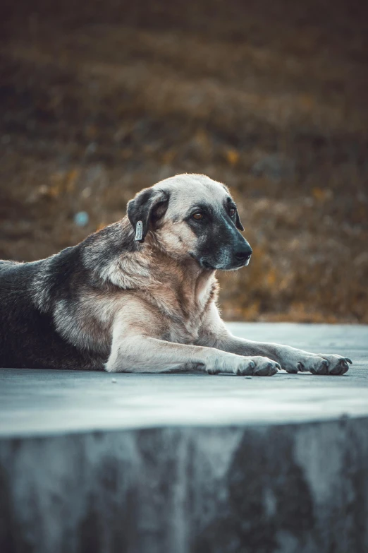 a dog resting on the ground with his paws