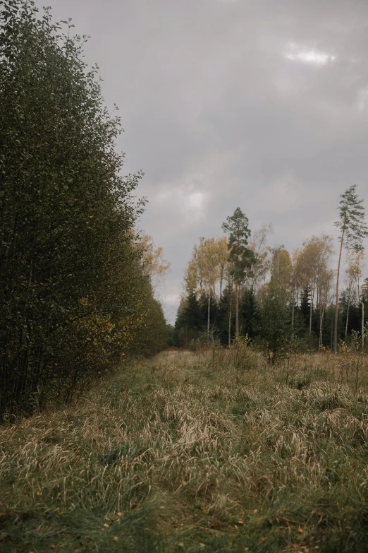 a bunch of trees on a grassy field