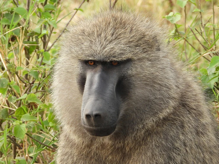 a close up image of a baboon sitting in front of trees