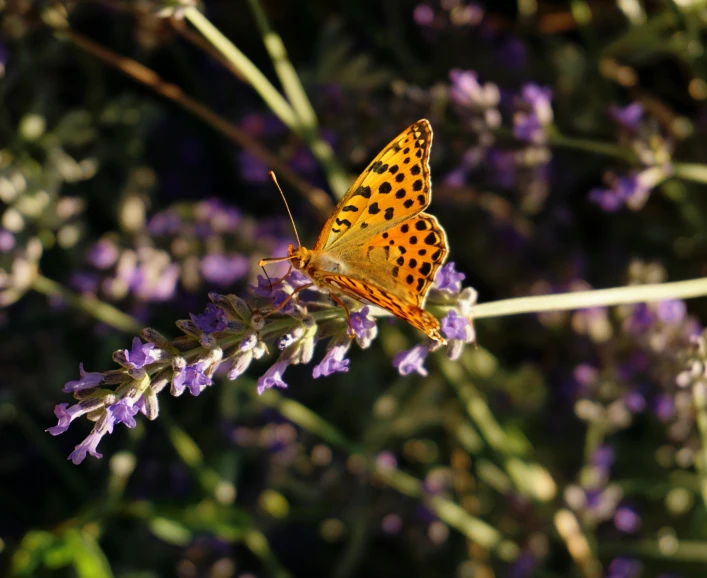 a erfly sits on a purple flower that is blooming