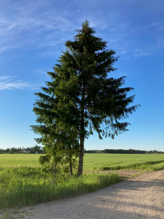 a single tree is in the middle of a dirt road