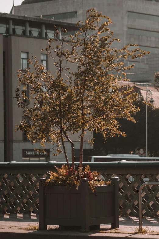 a tree grows out of an empty planter near a bridge